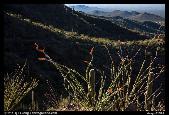 Ocotillo and mountain ridges. Saguaro National Park (color)