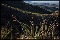 Ocotillo and mountain ridges. Saguaro National Park ( color)