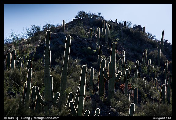 Backlit saguro cacti and hill. Saguaro National Park (color)
