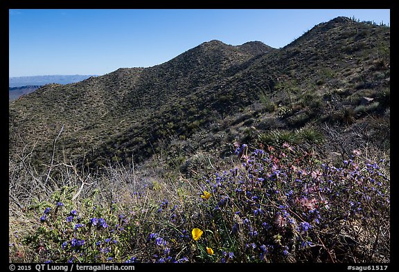 Annual wildflowers and Amole Peak. Saguaro National Park (color)