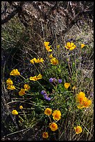 Close-up of poppies and cactus. Saguaro National Park ( color)