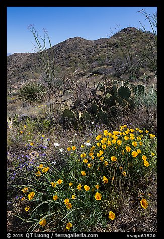 Poppies, cactus, and Tucson Mountains. Saguaro National Park (color)
