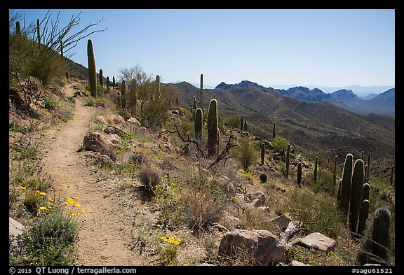 Hugh Norris Trail. Saguaro National Park, Arizona, USA.