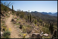 Hugh Norris Trail. Saguaro National Park ( color)