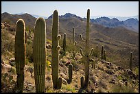 Cactus and Tucson Mountains. Saguaro National Park ( color)