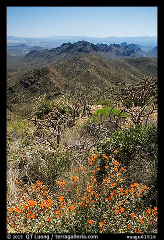 Wildflowers and Tucson Mountains. Saguaro National Park (color)