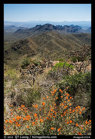 Picture/Photo: Wildflowers and Tucson Mountains. Saguaro National Park