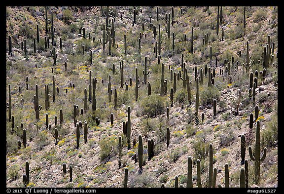 Dense saguaro forest, mid-day. Saguaro National Park (color)