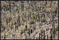 Dense saguaro forest, mid-day. Saguaro National Park ( color)
