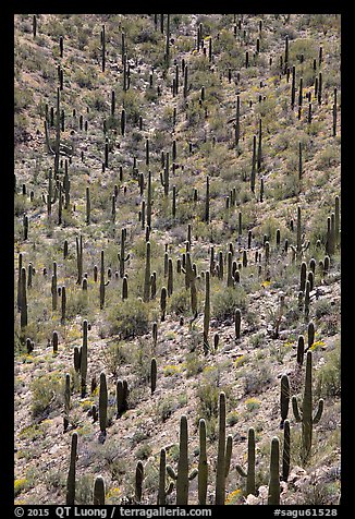 Dense saguaro cactus forest. Saguaro National Park (color)