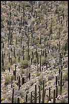 Dense saguaro cactus forest. Saguaro National Park ( color)