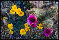 Close-up of hedgehodge cactus in bloom and poppies. Saguaro National Park, Arizona, USA.