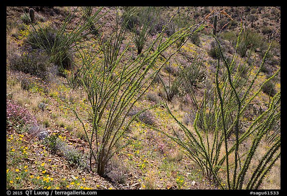Ocotillo and desert floor carpeted with annual flowers. Saguaro National Park (color)