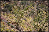 Ocotillo and desert floor carpeted with annual flowers. Saguaro National Park ( color)