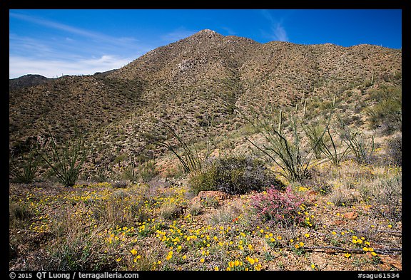 Wildflower carpet and Tucson mountains. Saguaro National Park (color)