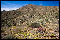Wildflower carpet and Tucson mountains. Saguaro National Park ( color)