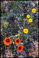 Close-up of multicolored annual flowers. Saguaro National Park ( color)