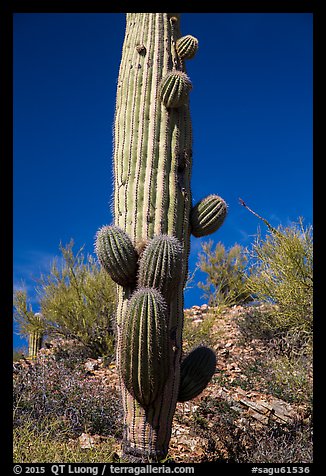 Saguaro cactus with many short arms. Saguaro National Park (color)