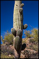 Saguaro cactus with many short arms. Saguaro National Park ( color)