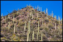 Hill with saguaro cacti in the spring. Saguaro National Park ( color)