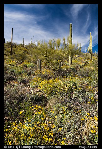 Picture/Photo: Brittlebush and saguaro on slope. Saguaro National Park