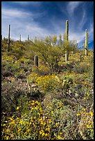 Brittlebush and saguaro on slope. Saguaro National Park ( color)