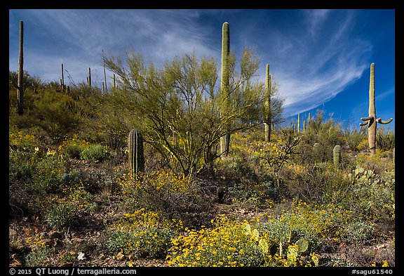 Cacti on slope carpetted with springtime blooms. Saguaro National Park (color)