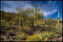 Cacti on slope carpetted with springtime blooms. Saguaro National Park ( color)