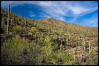 Verdant desert slopes leading to Wasson Peak. Saguaro National Park ( color)