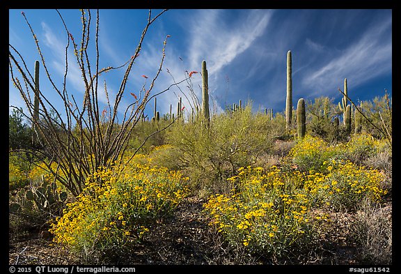 Brittlebush, saguaro, and clouds. Saguaro National Park (color)