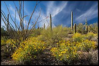 Brittlebush, saguaro, and clouds. Saguaro National Park ( color)