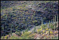 Wash and slopes with cactus and brittlebush. Saguaro National Park ( color)