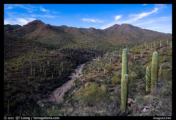 Wash, cactus, and Wasson Peak. Saguaro National Park (color)