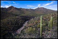 Wash, cactus, and Wasson Peak. Saguaro National Park ( color)