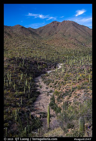 Wash surrouned by innumerable cacti, and Wasson Peak. Saguaro National Park, Arizona, USA.