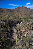 Wash surrouned by innumerable cacti, and Wasson Peak. Saguaro National Park ( color)