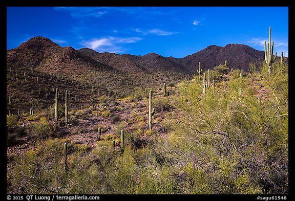 Palo Verde, cacti, and Wasson Peak. Saguaro National Park (color)