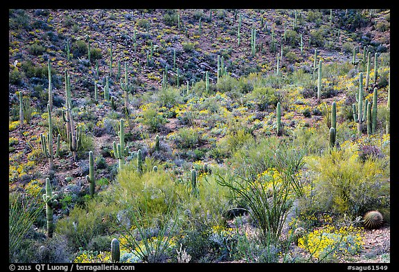 Wash and slopes with ocotillo, cacti, and brittlebush. Saguaro National Park (color)