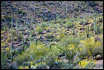 Wash and slopes with ocotillo, cacti, and brittlebush. Saguaro National Park ( color)