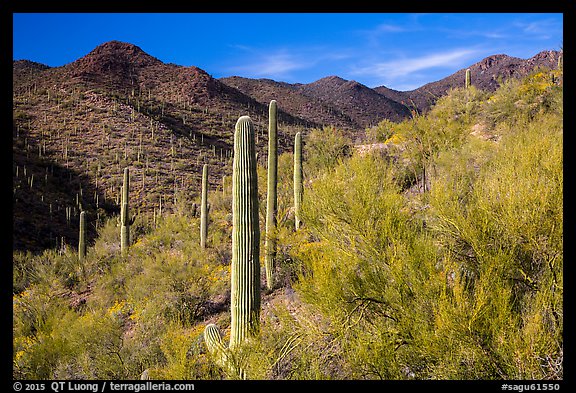 Palo Verde and slopes covered with cactus, Tucson Mountains. Saguaro National Park (color)
