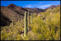 Palo Verde and slopes covered with cactus, Tucson Mountains. Saguaro National Park ( color)