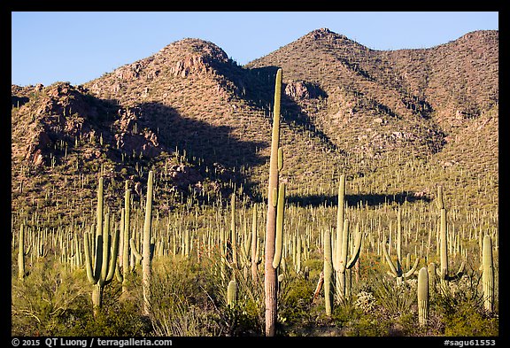 Dense saguaro forest and Red Hills. Saguaro National Park (color)