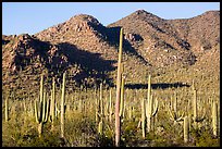 Dense saguaro forest and Red Hills. Saguaro National Park ( color)