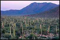 Bajada with cactus forest and Tucson Mountains at dusk. Saguaro National Park ( color)