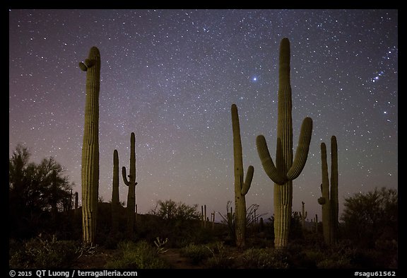 Saguaro cacti and starry night sky. Saguaro National Park (color)