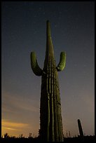 Looking up tall saguaro cactus at night. Saguaro National Park ( color)