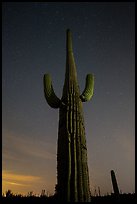 Looking up tall saguaro cactus at night. Saguaro National Park, Arizona, USA.