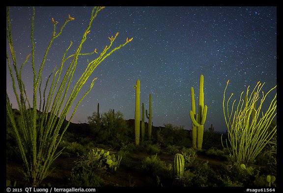 Ocotillo and saguaro cactus at night. Saguaro National Park, Arizona, USA.