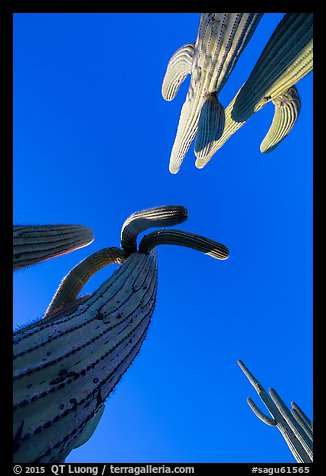 Looking up saguaro cacti. Saguaro National Park (color)