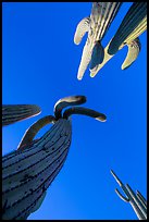 Looking up saguaro cacti. Saguaro National Park ( color)